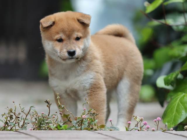 AI5I1349-puppy AI5I1349-puppy