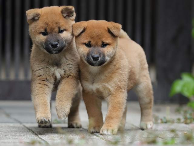 AI5I1360-puppy AI5I1360-puppy