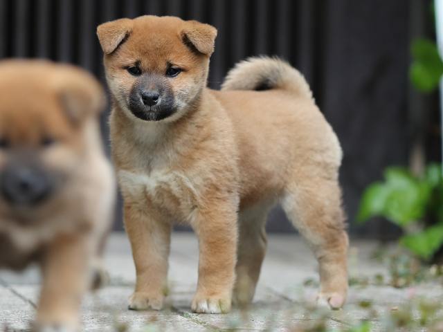 AI5I1361-puppy AI5I1361-puppy