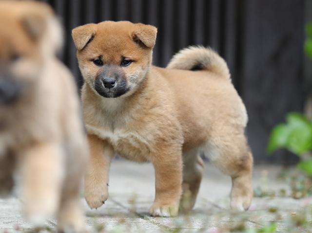 AI5I1364-puppy AI5I1364-puppy