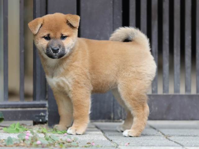 AI5I1376-puppy AI5I1376-puppy