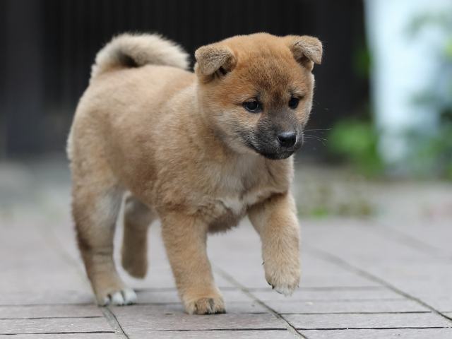 AI5I1443-puppy AI5I1443-puppy