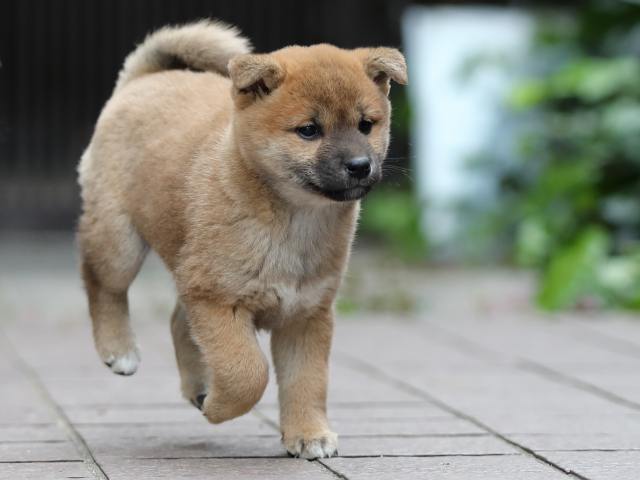 AI5I1445-puppy AI5I1445-puppy