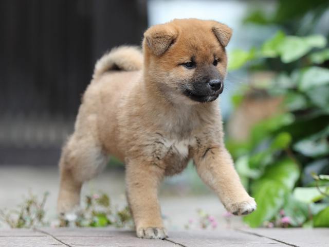 AI5I1502-puppy AI5I1502-puppy