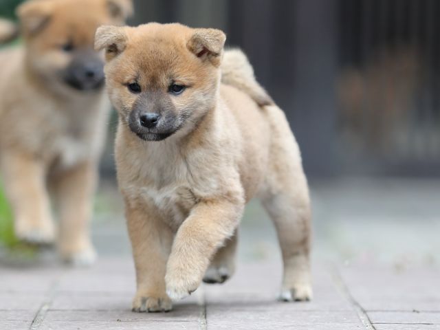 AI5I1516-puppy AI5I1516-puppy