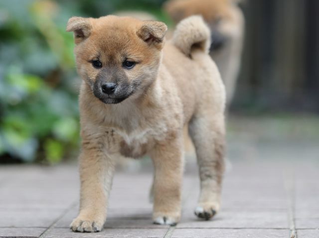 AI5I1525-puppy AI5I1525-puppy