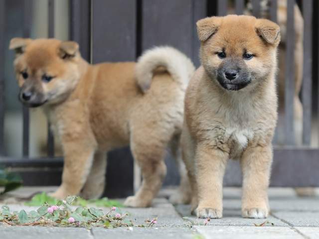 AI5I1623-puppy AI5I1623-puppy