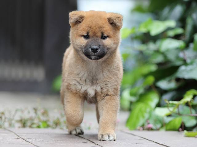 AI5I1706-puppy AI5I1706-puppy