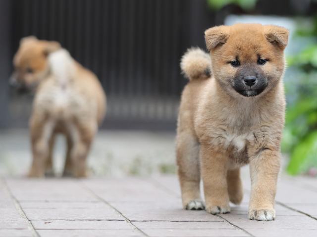 AI5I1722-puppy AI5I1722-puppy