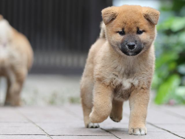 AI5I1723-puppy AI5I1723-puppy