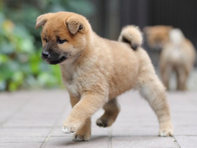 AI5I1736-puppy AI5I1736-puppy