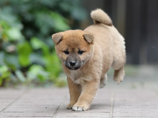 AI5I1757-puppy AI5I1757-puppy