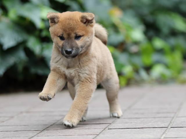 AI5I1764-puppy AI5I1764-puppy