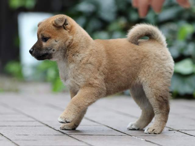 AI5I1827-puppy AI5I1827-puppy