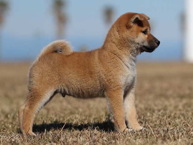 AI5I2039-puppy AI5I2039-puppy