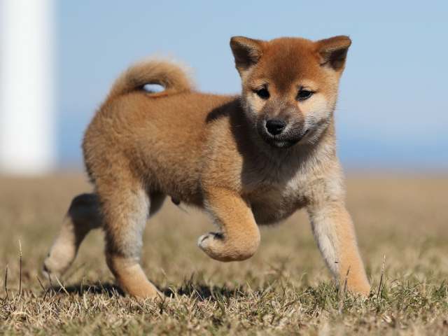 AI5I2077-puppy AI5I2077-puppy