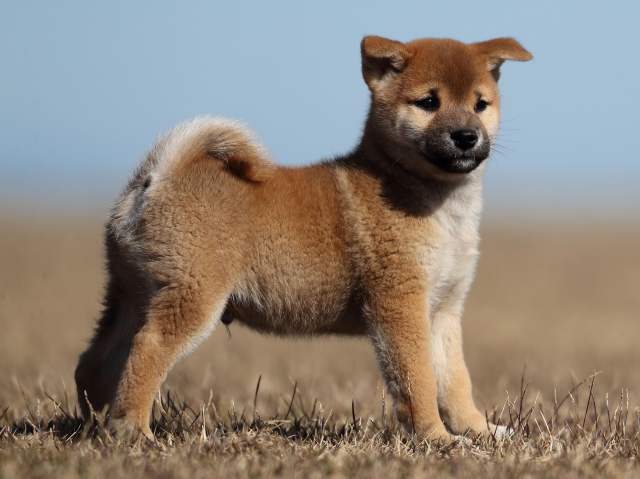 AI5I2138-puppy AI5I2138-puppy