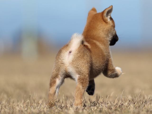 AI5I2187-puppy AI5I2187-puppy