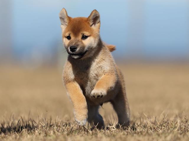 AI5I2202-puppy AI5I2202-puppy