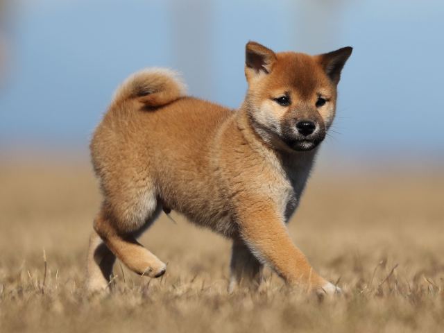 AI5I2253-puppy AI5I2253-puppy