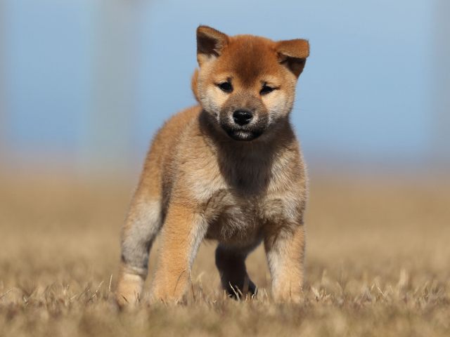 AI5I2265-puppy AI5I2265-puppy
