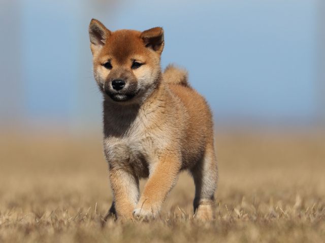 AI5I2269-puppy AI5I2269-puppy