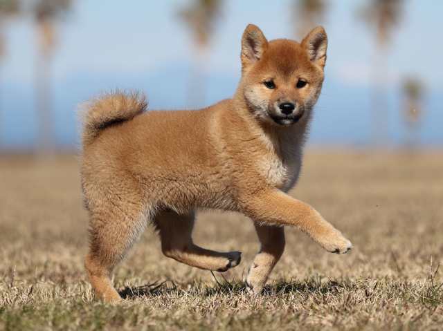 AI5I2371-puppy AI5I2371-puppy
