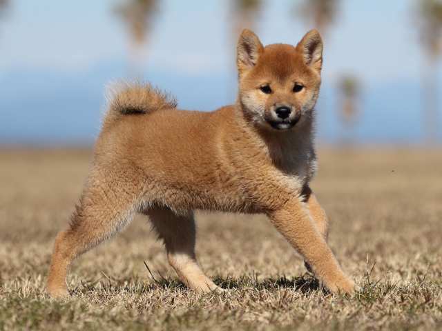AI5I2372-puppy AI5I2372-puppy