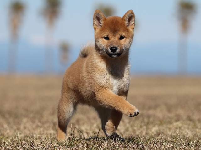 AI5I2373-puppy AI5I2373-puppy
