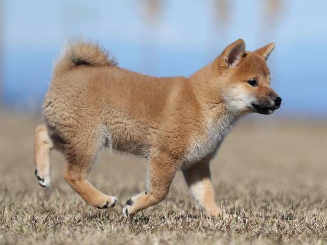 AI5I2410-puppy AI5I2410-puppy