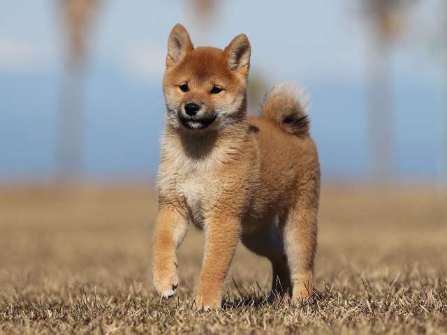 AI5I2442-puppy AI5I2442-puppy