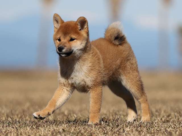 AI5I2445-puppy AI5I2445-puppy
