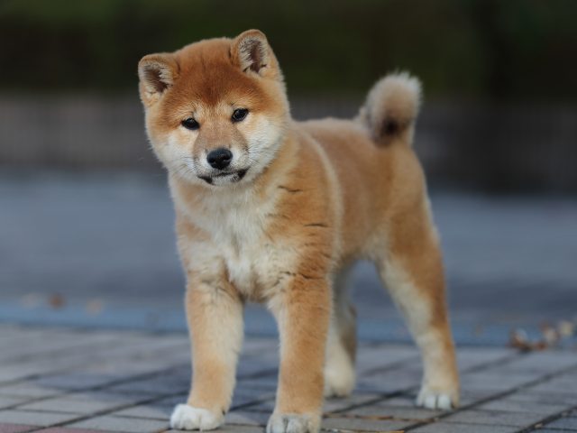 AI5I2481-puppy AI5I2481-puppy