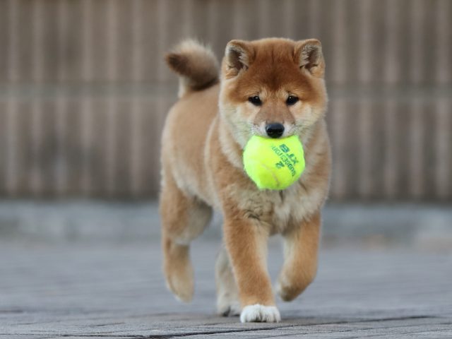 AI5I2508-puppy AI5I2508-puppy