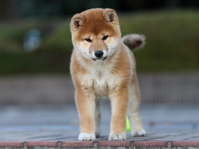 AI5I2544-puppy AI5I2544-puppy