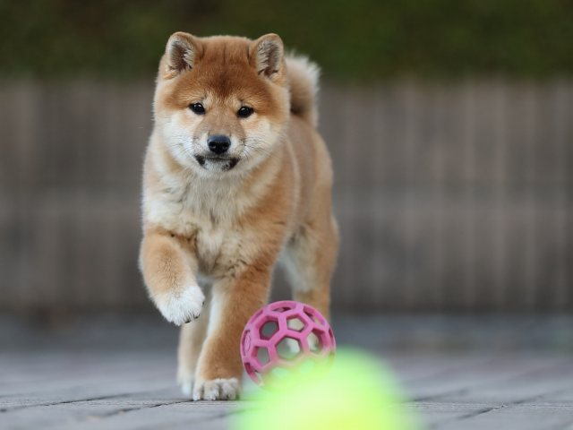 AI5I2579-puppy AI5I2579-puppy