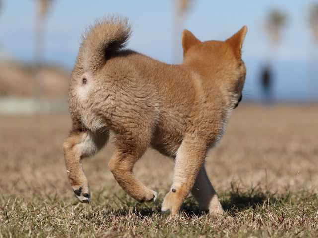 AI5I2581-puppy AI5I2581-puppy