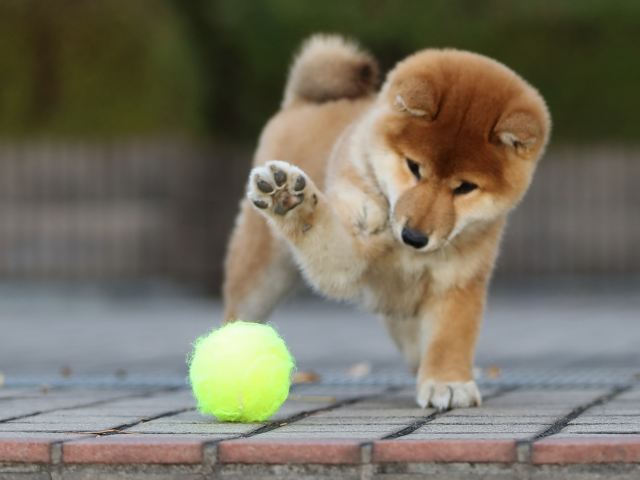 AI5I2610-puppy AI5I2610-puppy