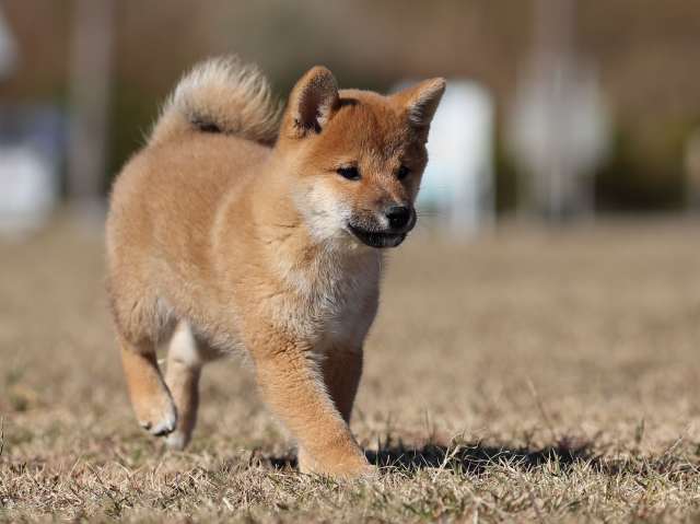 AI5I2621-puppy AI5I2621-puppy