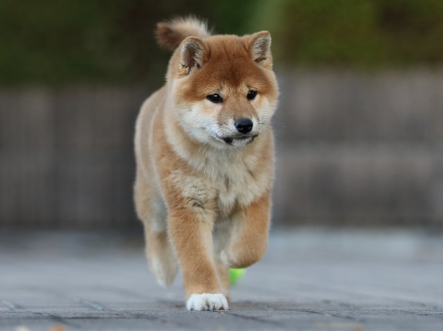 AI5I2641-puppy AI5I2641-puppy