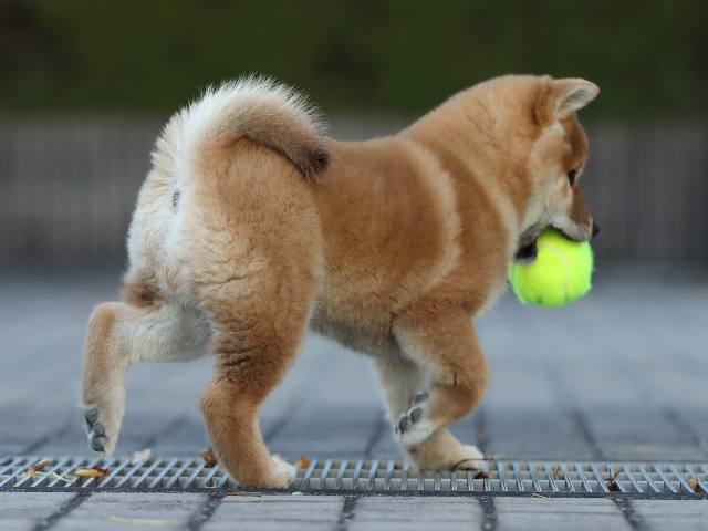 AI5I2723-puppy AI5I2723-puppy