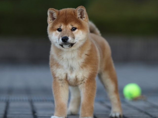 AI5I2740-puppy AI5I2740-puppy