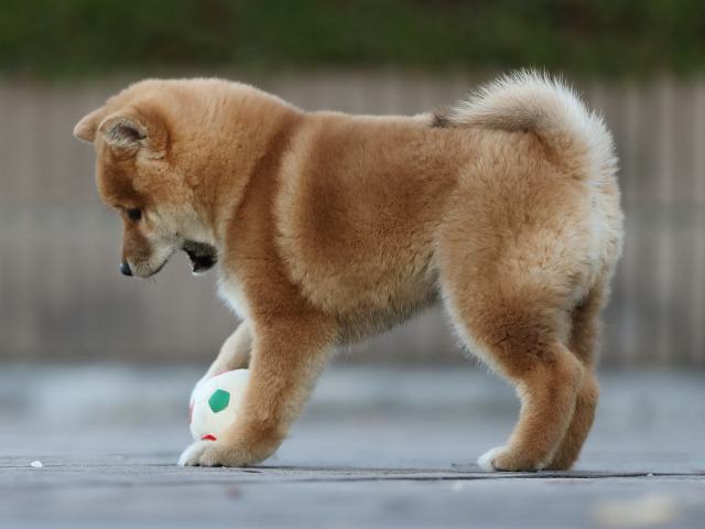 AI5I2822-puppy AI5I2822-puppy