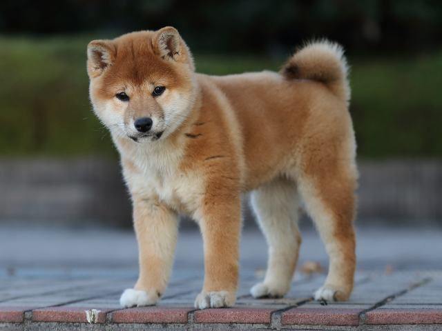 AI5I2862-puppy AI5I2862-puppy