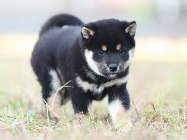 AI5I3276-puppy AI5I3276-puppy