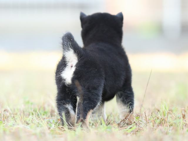 AI5I3281-puppy AI5I3281-puppy