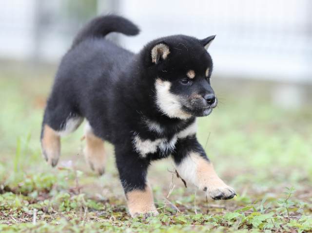 AI5I3352-puppy AI5I3352-puppy