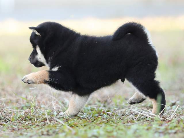 AI5I3676-puppy AI5I3676-puppy