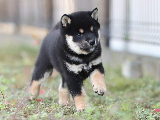 AI5I3701-puppy AI5I3701-puppy