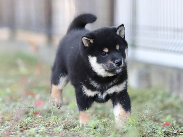 AI5I3702-puppy AI5I3702-puppy